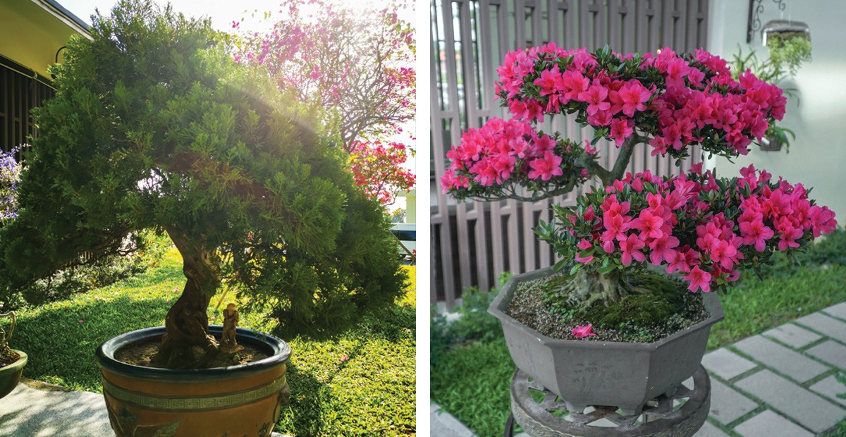 Nhiều cây bonsai đẹp khoe dáng tại Sala Garden