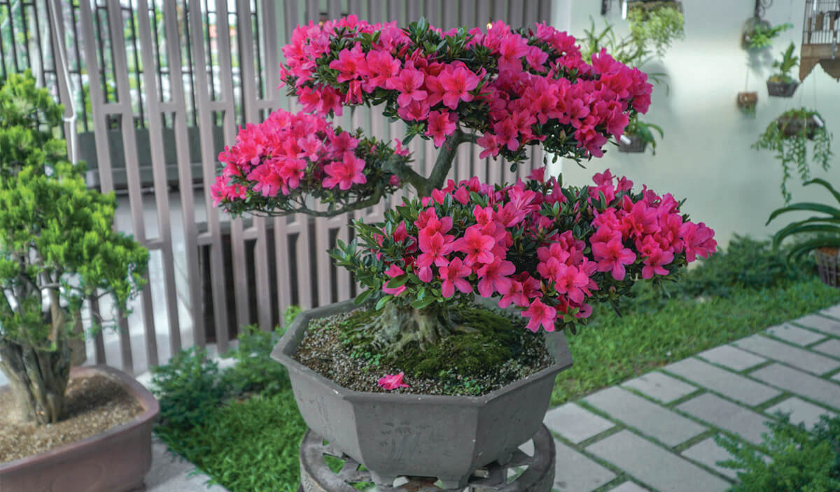 Hàng loạt cây bonsai đua nhau khoe dáng tại Sala Garden