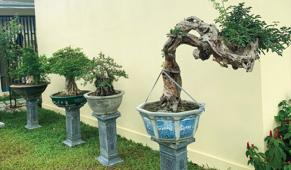 Hàng loạt cây bonsai đua nhau khoe dáng tại Sala Garden