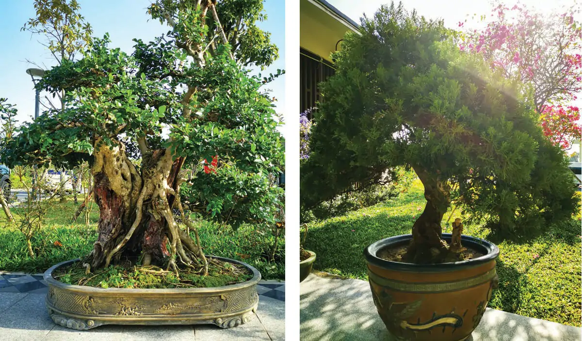 Hàng loạt cây bonsai đua nhau khoe dáng tại Sala Garden